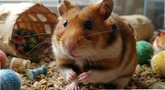 http://example.com/img_hamster_3.jpg