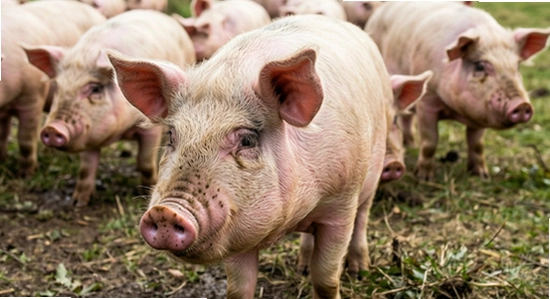 https://img.6ll.com/ss/2026/pig_rush_01.jpg