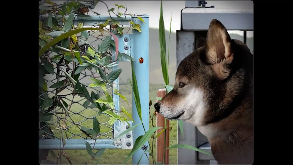 ���ղ��湷�����ռ��ֻ������ؽ�ͼ