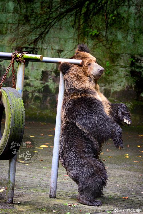 本地熊LocalBear官方下载截图