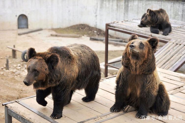本地熊LocalBear官方下载截图