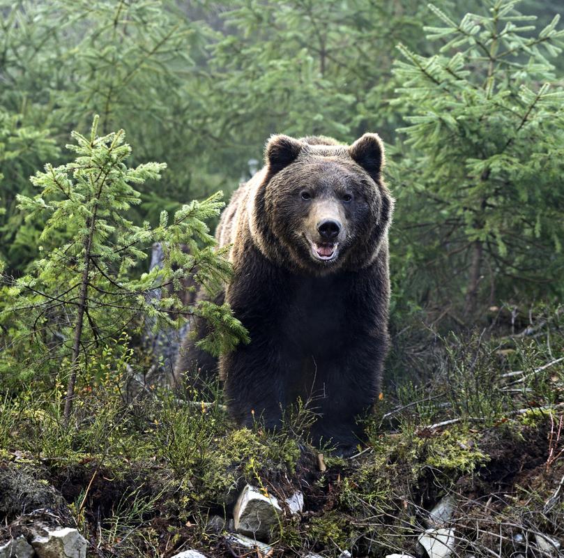本地熊LocalBear官方下载截图