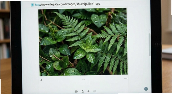 http://www.lele.com/images/shuzhiguolian1.jpg