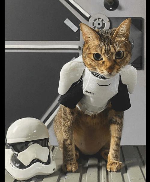 猫特电服下载截图