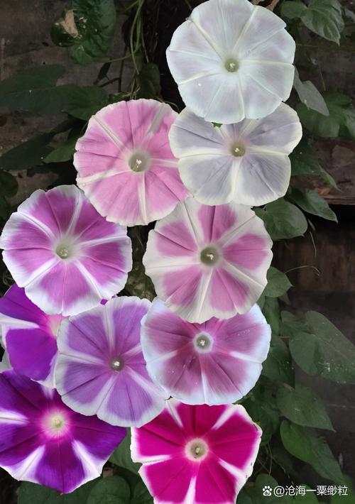 ǣ��app�ٷ������ؽ�ͼ