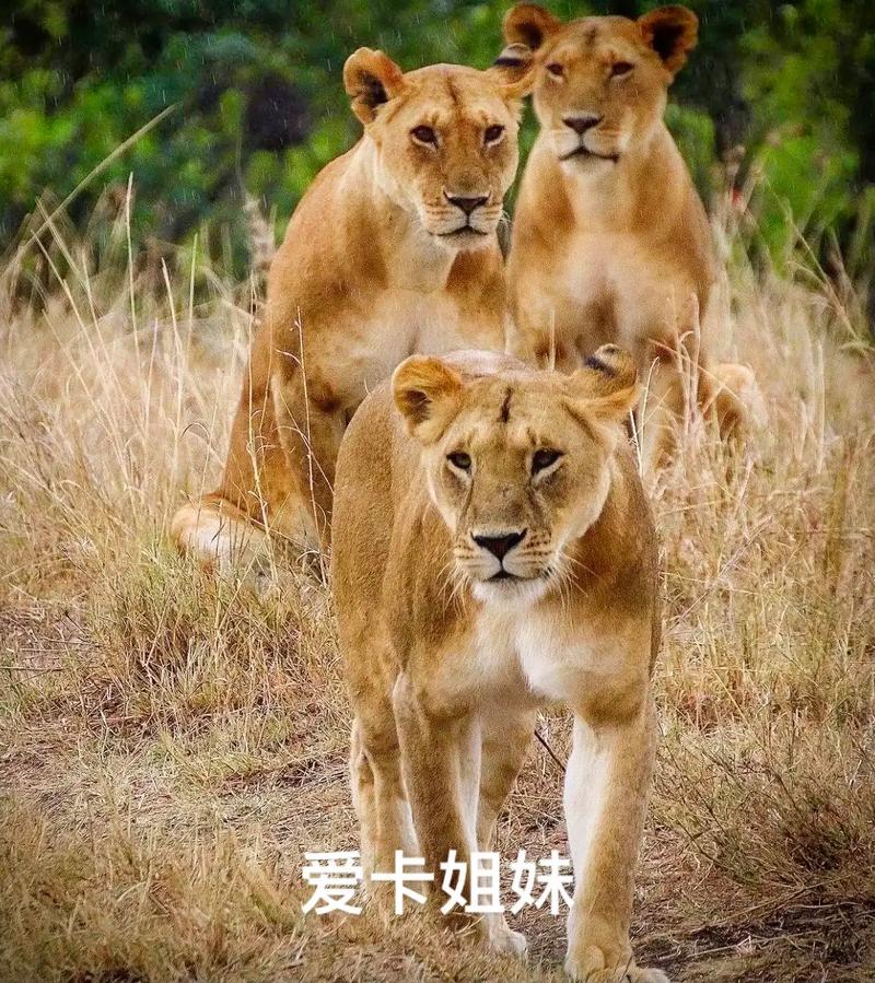 ����ʨapp�ٷ������ؽ�ͼ