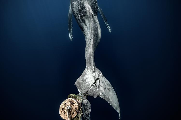 Whale Framely�������ٷ����ؽ�ͼ