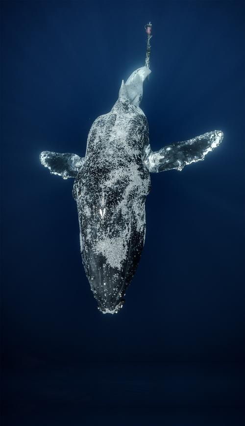 Whale Framely�������ٷ����ؽ�ͼ
