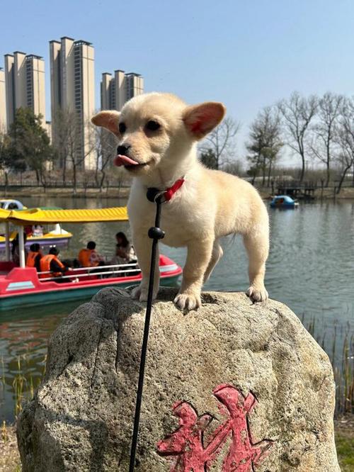 �����ȳ�Merge Animal Sanctuary�ٷ������ؽ�ͼ