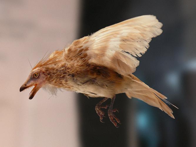 Birdilens�ٷ������ؽ�ͼ