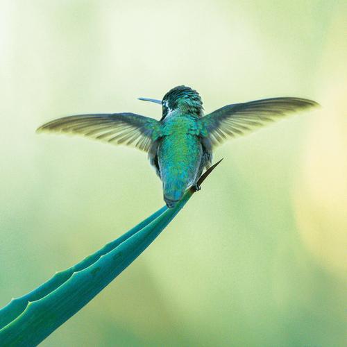 Birdilens�ٷ������ؽ�ͼ