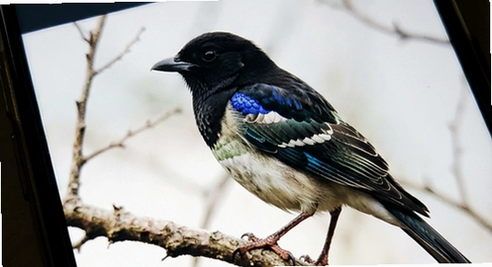 birdilens���˽���취