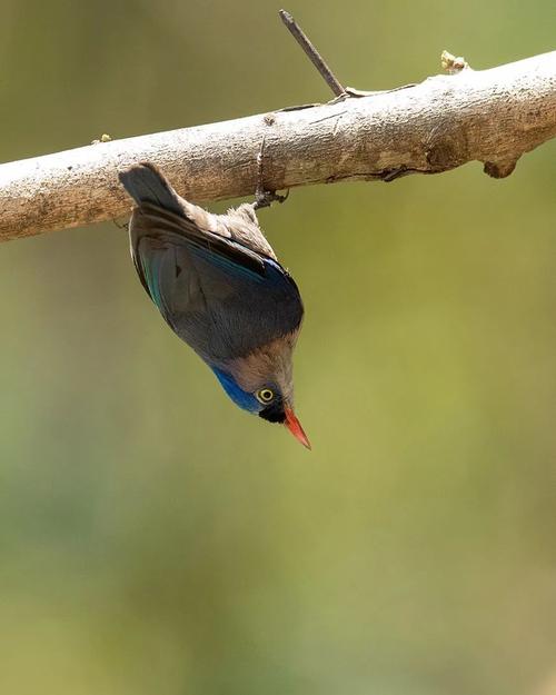 Birdilens�ٷ������ؽ�ͼ