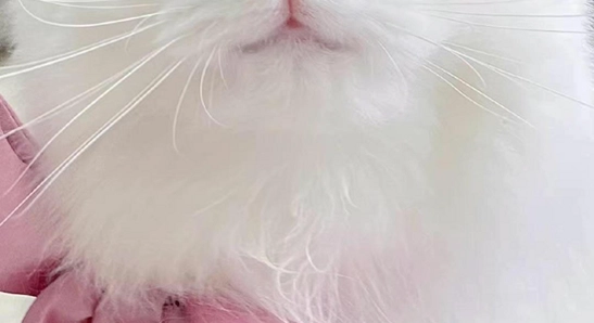 è�������汾��Ϣҳ���ͼ,��ˮӡ
