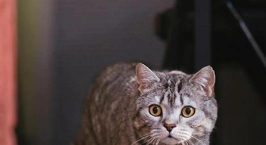 è��������װȨ�����ý���,��ˮӡ