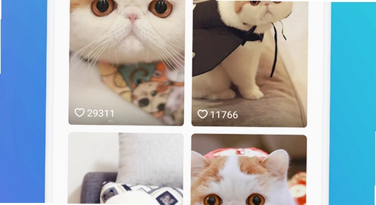 猫盒社区正版下载安全渠道,色彩丰富无水印宣传图
