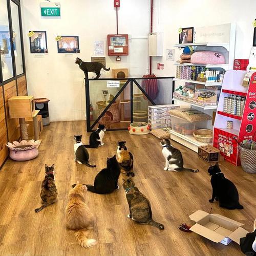 �ϲ�è�俧�ȹݣ�װ����Merge Cat Cafe�ٷ�������v1.1.52 �ϳɾ�Ӫ