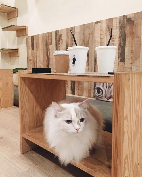 �ϲ�è�俧�ȹݣ�װ����Merge Cat Cafe�ٷ�������v1.1.52 �ϳɾ�Ӫ