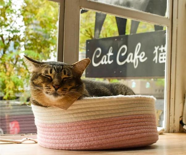 �ϲ�è�俧�ȹݣ�װ����Merge Cat Cafe�ٷ�������v1.1.52 �ϳɾ�Ӫ