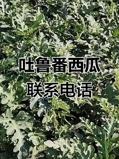 ���ϵ绰�ٷ������ؽ�ͼ