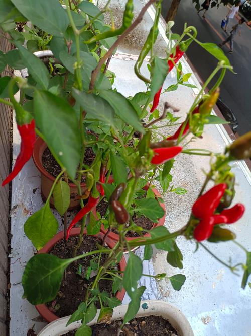 ���ֲ�app�ٷ������ؽ�ͼ