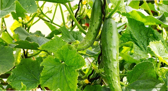 ��˵������ķè��Ѱ����ذ�װ ����ͼ,ɫ�ʷḻ ��ˮӡ ��ͨè����