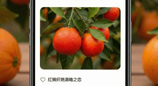 ����֮��Ӧ��������չʾ