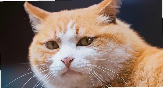 è����������ҳ����ٶԱ�ʾ��ͼ,������ˮӡ